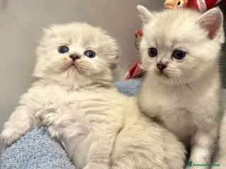 British gatti Scottish fold sthrait - Annuncio 1