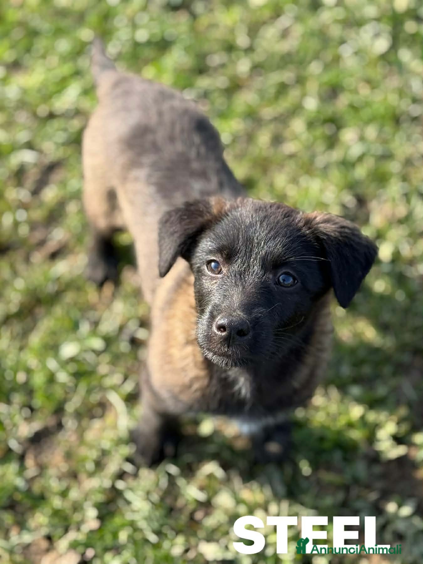 Meticcio cani STEEL & SILVER, fratellini dal manto d'argento!  - Annuncio 4