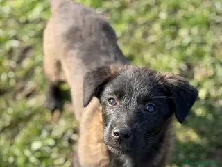 Meticcio cani STEEL & SILVER, fratellini dal manto d'argento! - Annuncio 4