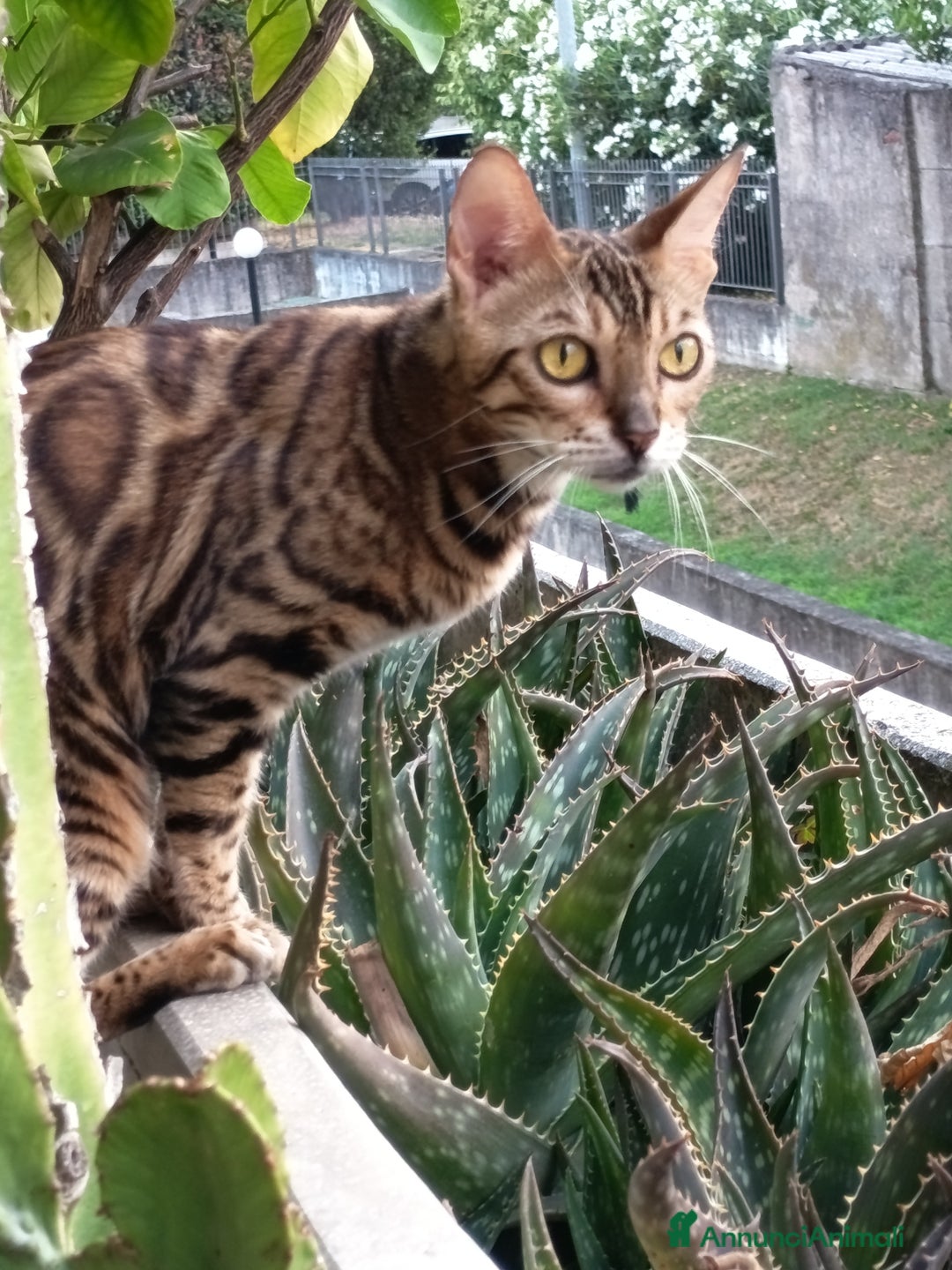 Bengala gatti in vendita: Brown Spotted  a Città metropolitana di Milano - Immagine 13