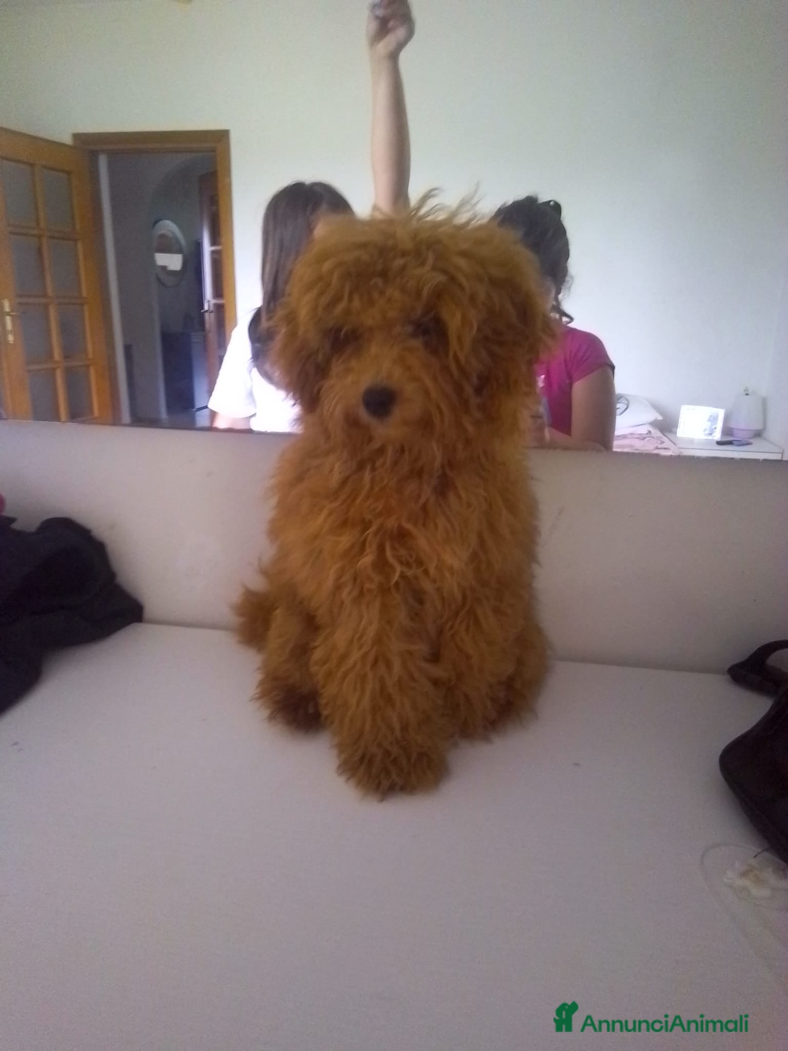 Barboncino Toy cani Cuccioli di Barboncino Toy Nero - Total Black - Annuncio 1