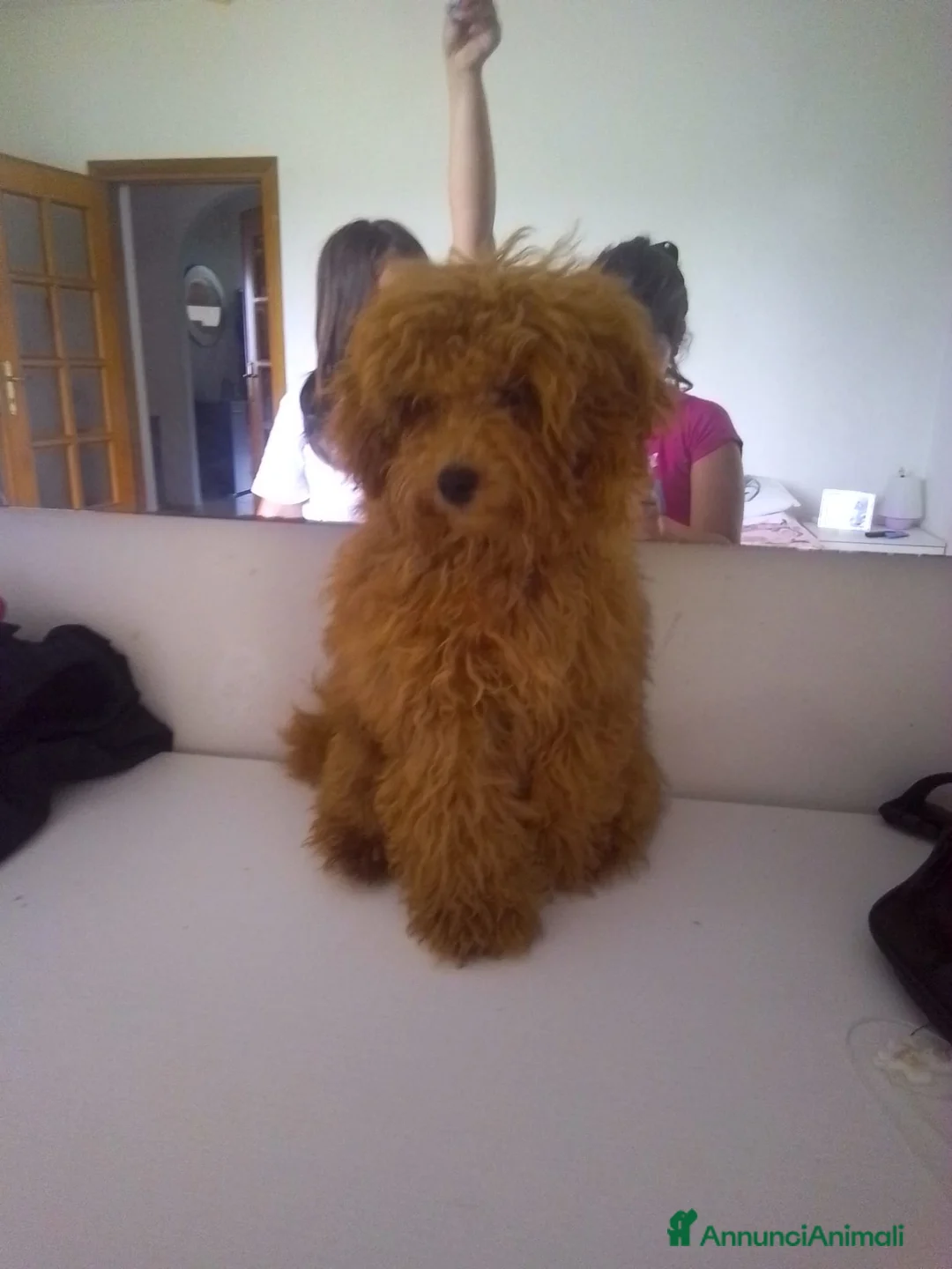 Barboncino Toy cani in vendita: Cuccioli di Barboncino Toy Nero - Total Black - Annuncio 1