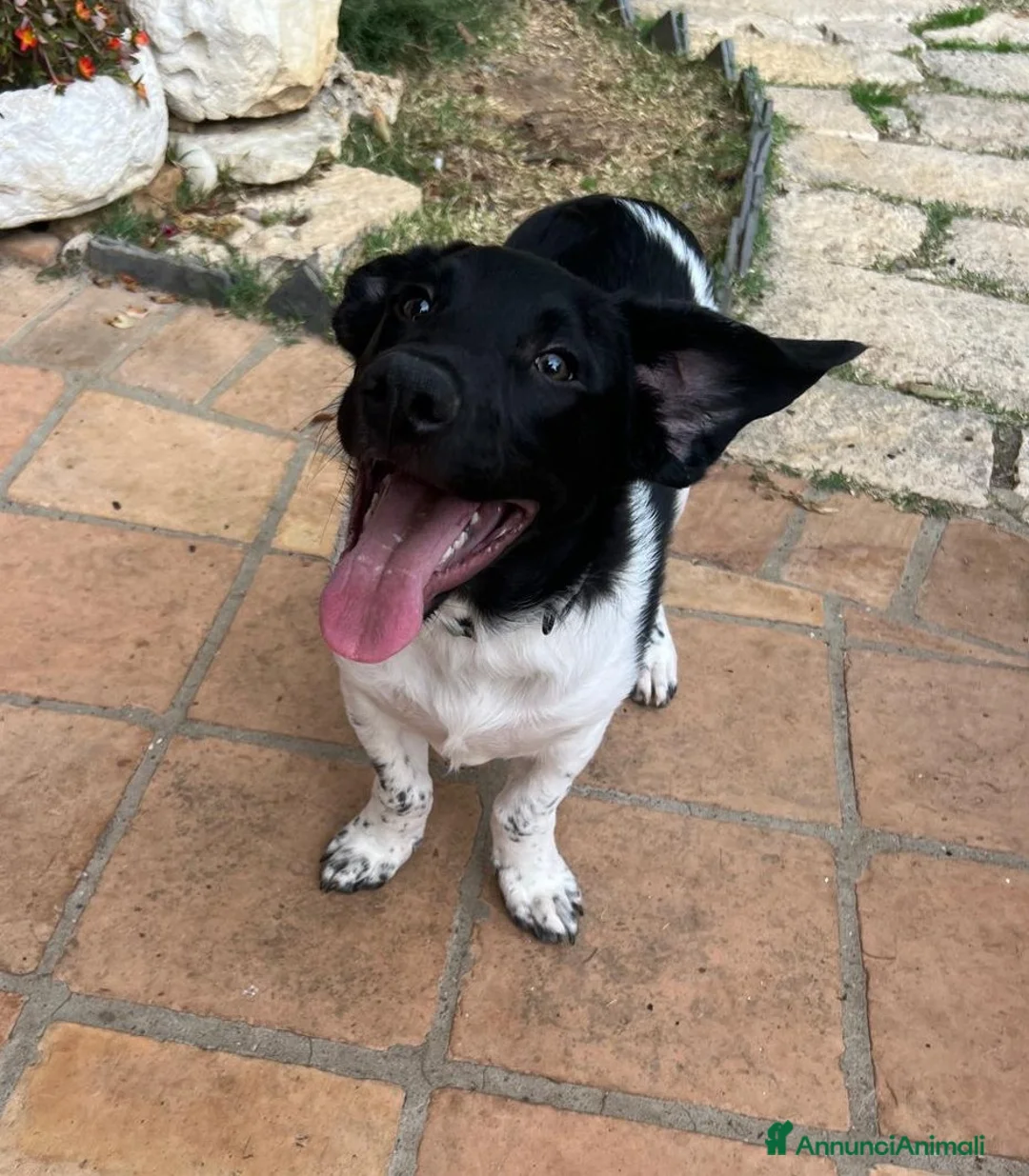 Meticcio cani in regalo: CI ADOTTATE? - Annuncio 4