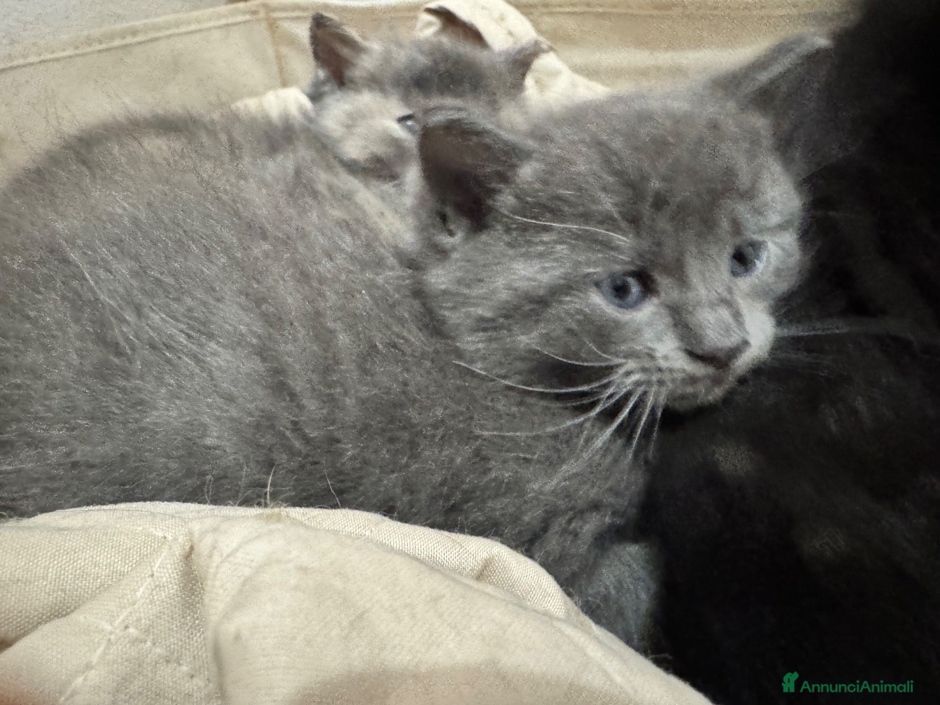 Maine Coon gatti BLU FEMMINE Maine coon pedigree 3 rate Klarna  - Annuncio 10
