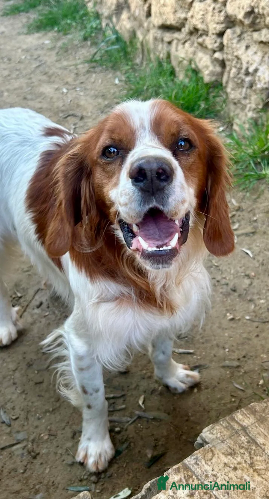 Breton cani in regalo: Norman - Annuncio 11