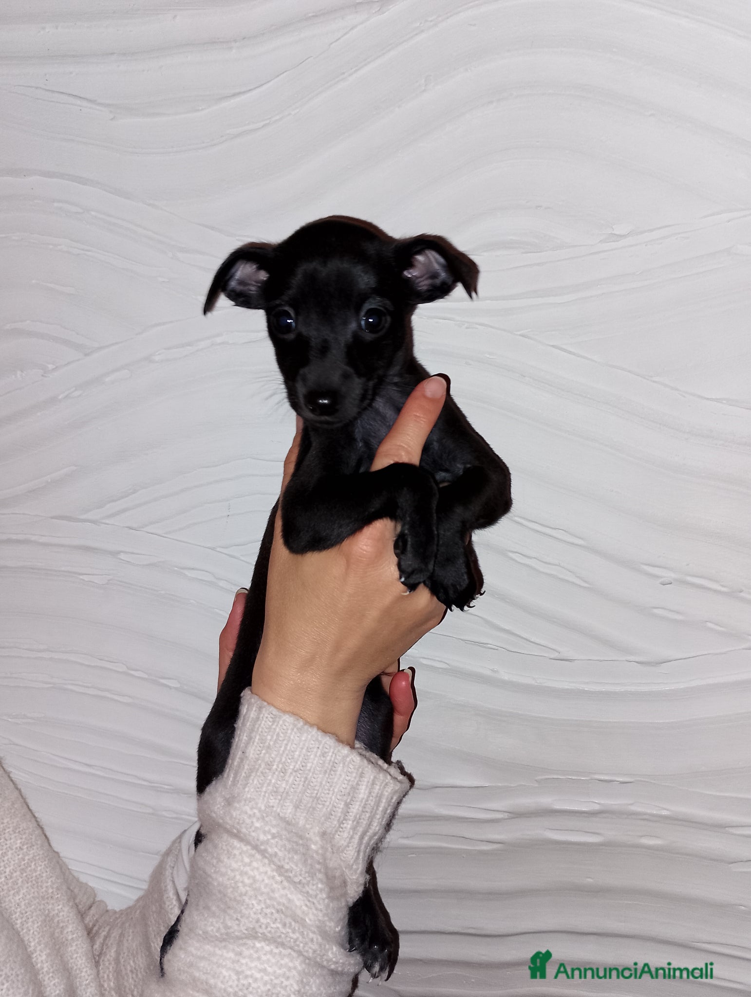 Levriero cani Cucciolo maschio nero Piccolo Levriero Italiano - Annuncio 1