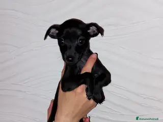 Levriero cani Cucciolo maschio nero Piccolo Levriero Italiano - Annuncio 1