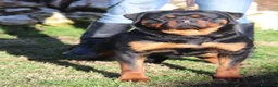 Rottweiler cani in vendita: rottweiler cuccioli pedigree pagamenti rateali  - Annuncio 8