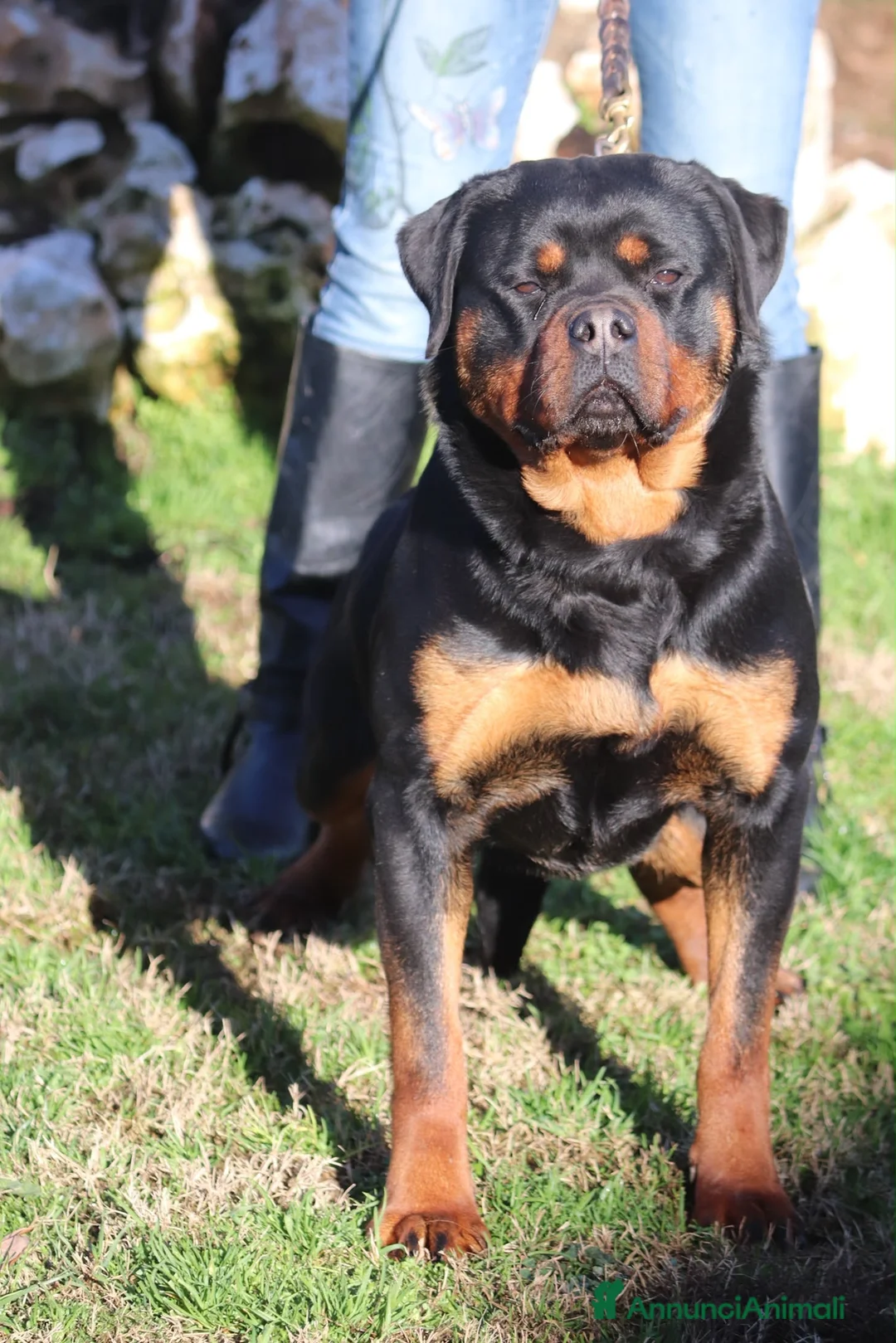Rottweiler cani in vendita: rottweiler cuccioli pedigree pagamenti rateali  - Annuncio 8