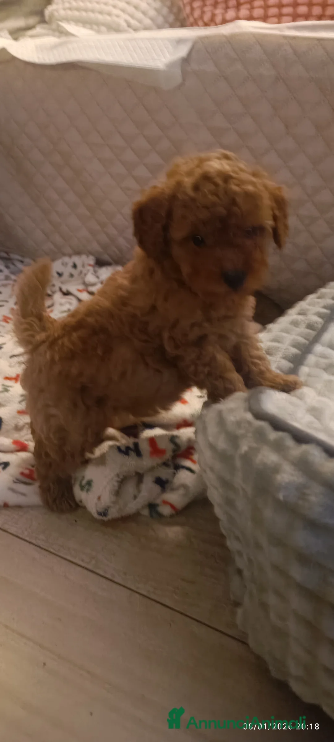 Barboncino Toy cani in vendita: Barboncini Toy disponibili  - Annuncio 5