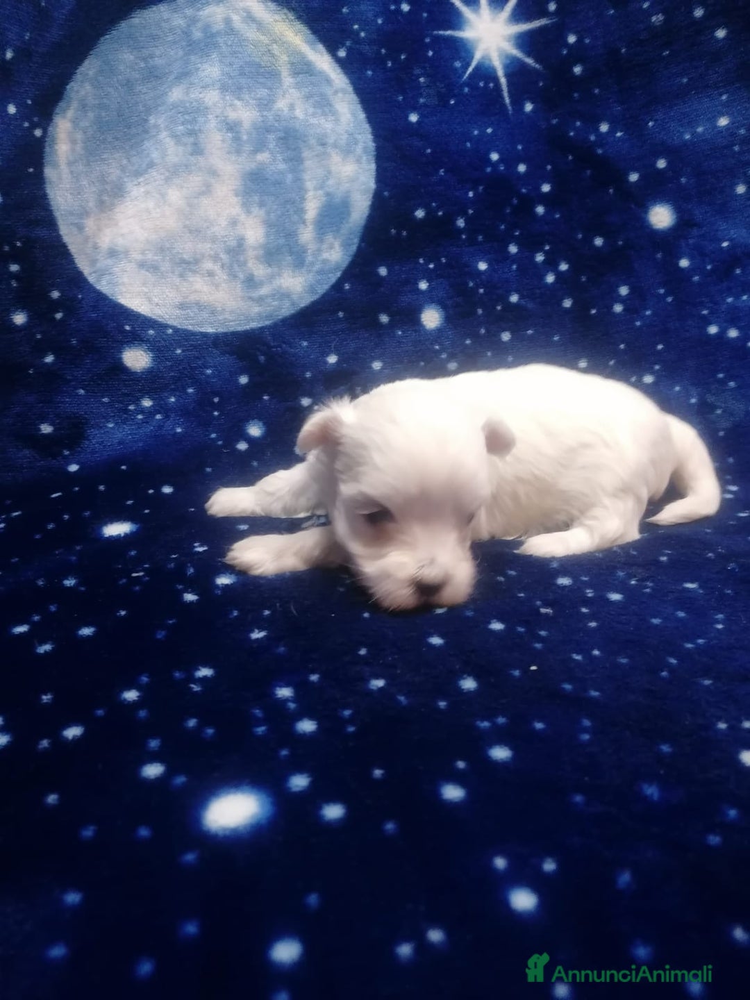 Maltese cani in vendita: Maltese cuccioli - Annuncio 12