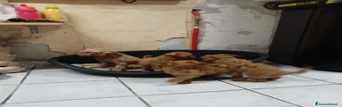 Barboncino Toy 1