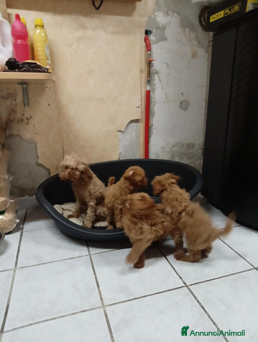 Barboncino Toy cani in vendita: Barbocini Toy colore red a Provincia di Viterbo - Annuncio 1
