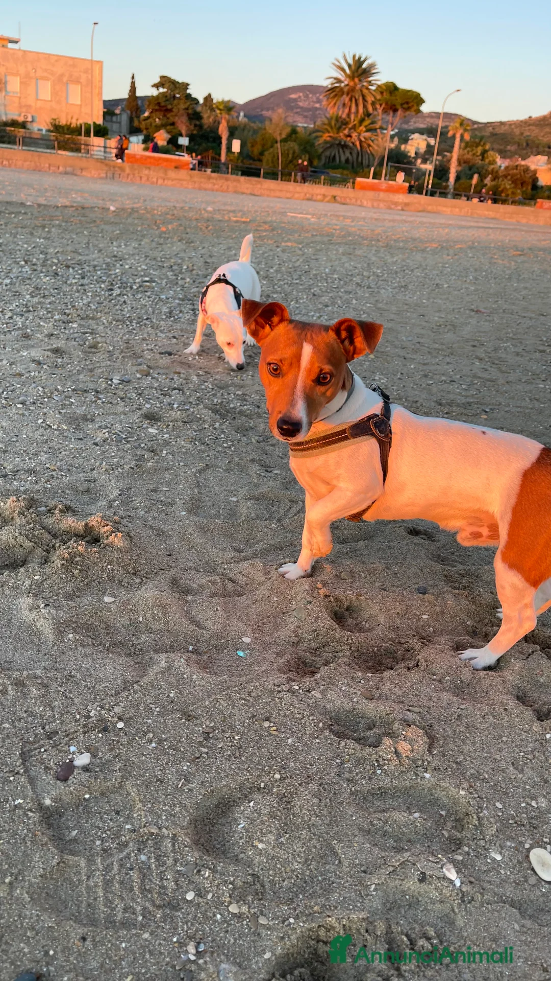 Jack Russell cani per accoppiamento: Cerco femmina jack per accoppiamento  a Città metropolitana di Roma Capitale - Annuncio 14