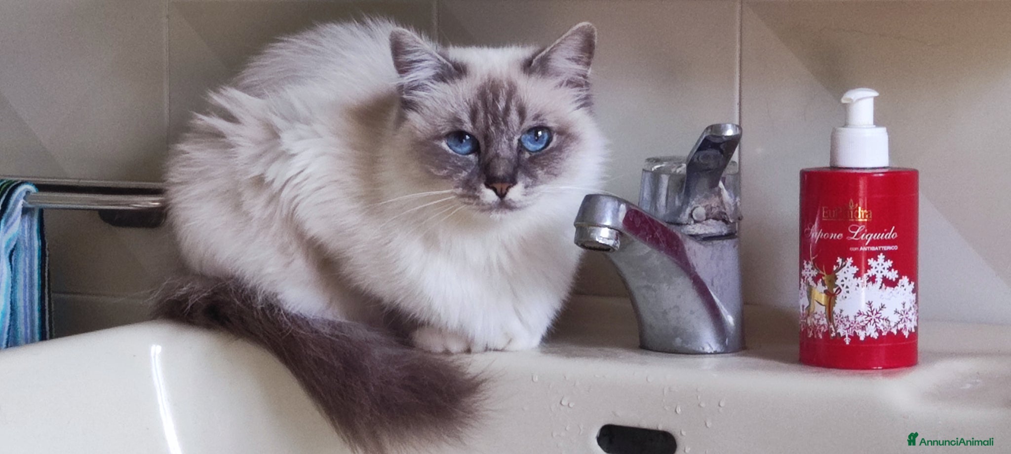 Sacro di Birmania gatti Sacro di Birmania  - Annuncio 1