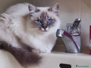 Sacro di Birmania gatti Sacro di Birmania - Annuncio 1