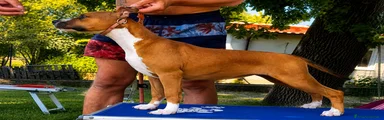 American Staffordshire 3