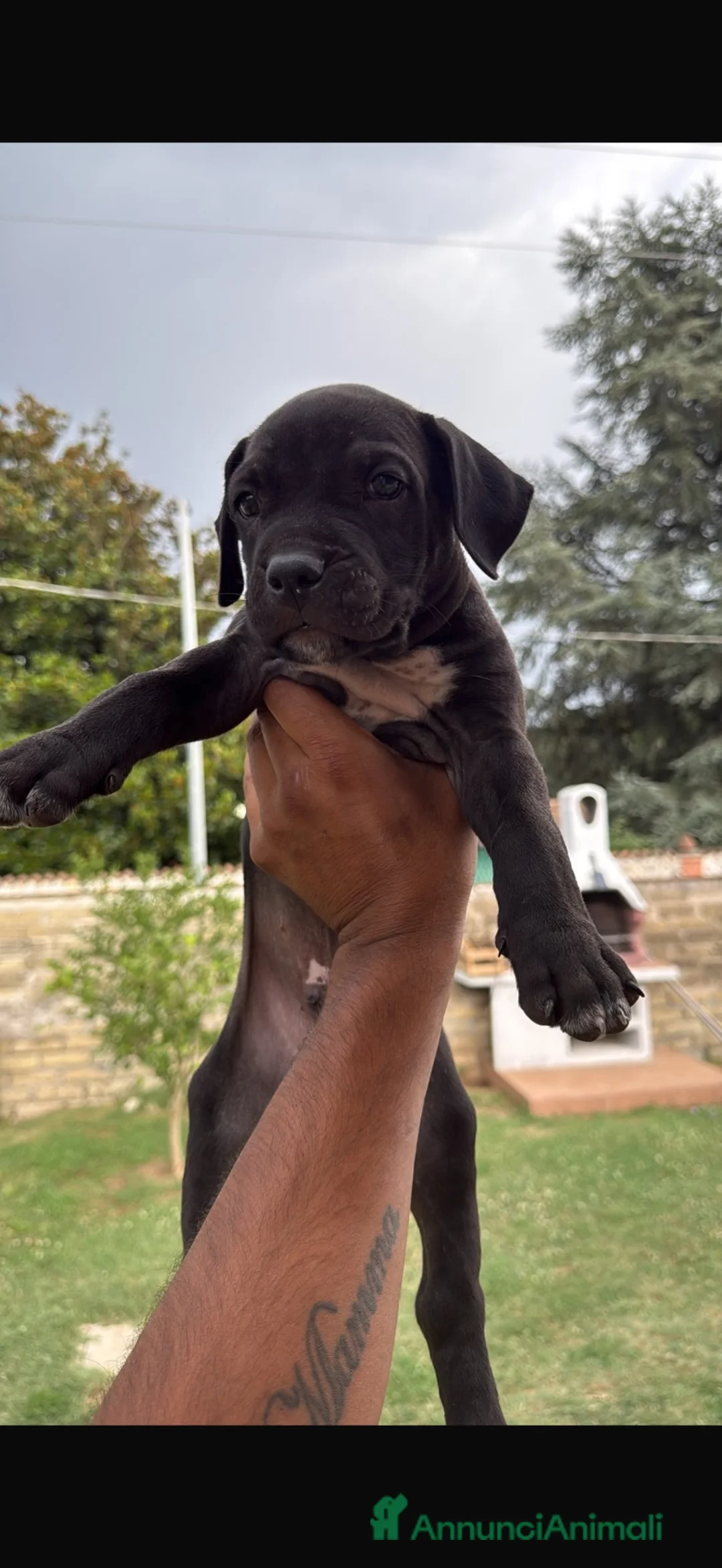 Pitbull cani in vendita: Cuccioli di amstaff  a Città metropolitana di Roma Capitale - Annuncio 4