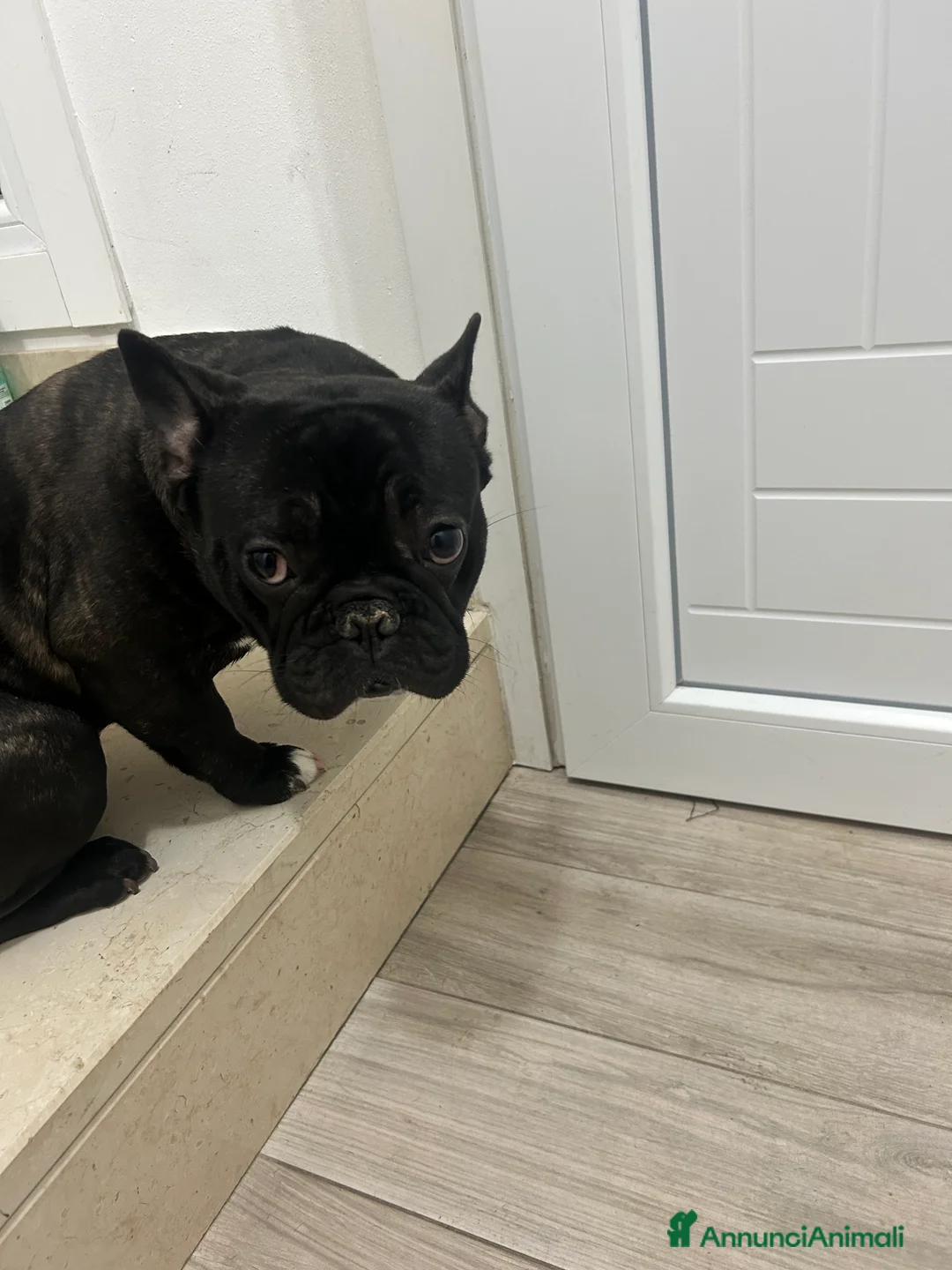 Bulldog Francese cani in vendita: Bulldog francese  - Annuncio 1