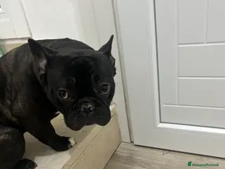 Bulldog Francese cani Bulldog francese - Annuncio 1