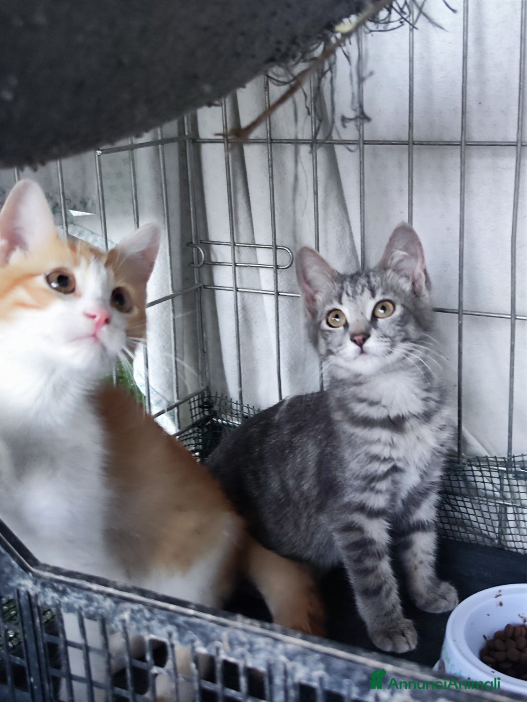 Europeo gatti in regalo: 🐾 Nìva, 3 Mesi, cerca casa! 🏡 a Provincia di Caserta - Immagine 2