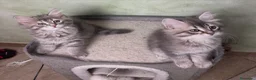Siberiano gatti in vendita: Ultimi due cuccioli gatto siberiano pedigree ENFI - Annuncio 3