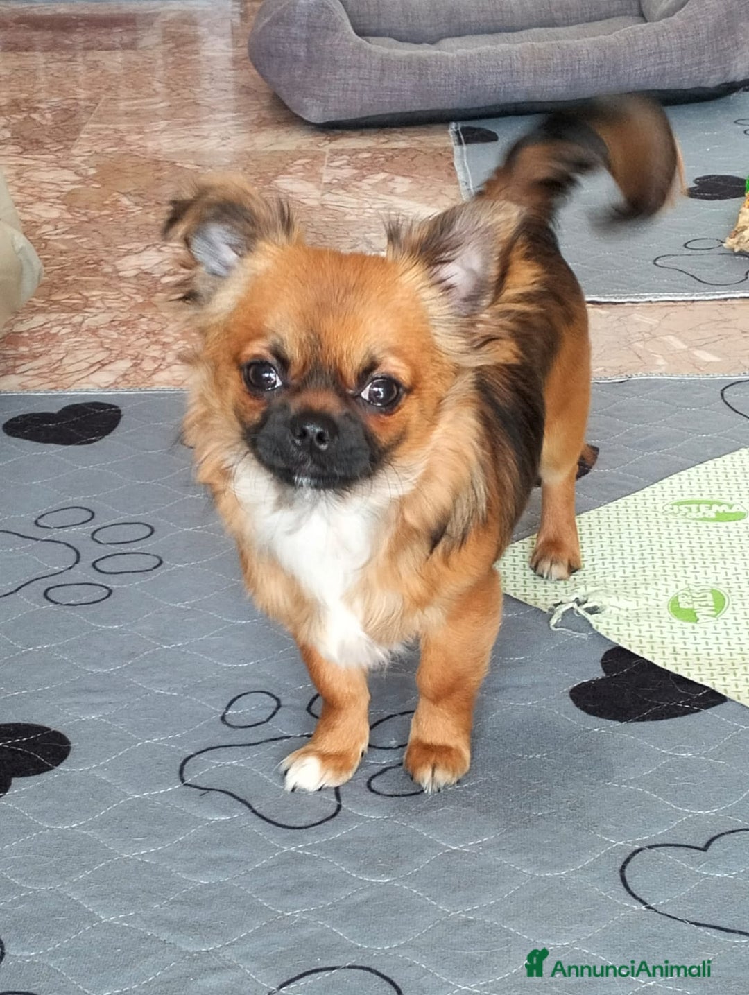 Chihuahua cani in regalo: Regalo due Chihuahua  - Annuncio 1