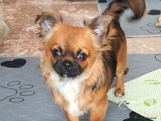 Chihuahua cani Regalo due Chihuahua - Annuncio 8