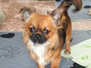 Chihuahua cani Regalo due Chihuahua - Annuncio 25