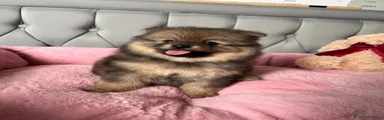 Volpino Pomerania 1