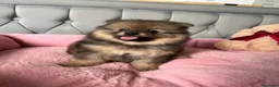 Volpino Pomerania cani in vendita: Cuccioli di Pomerania - Annuncio 24