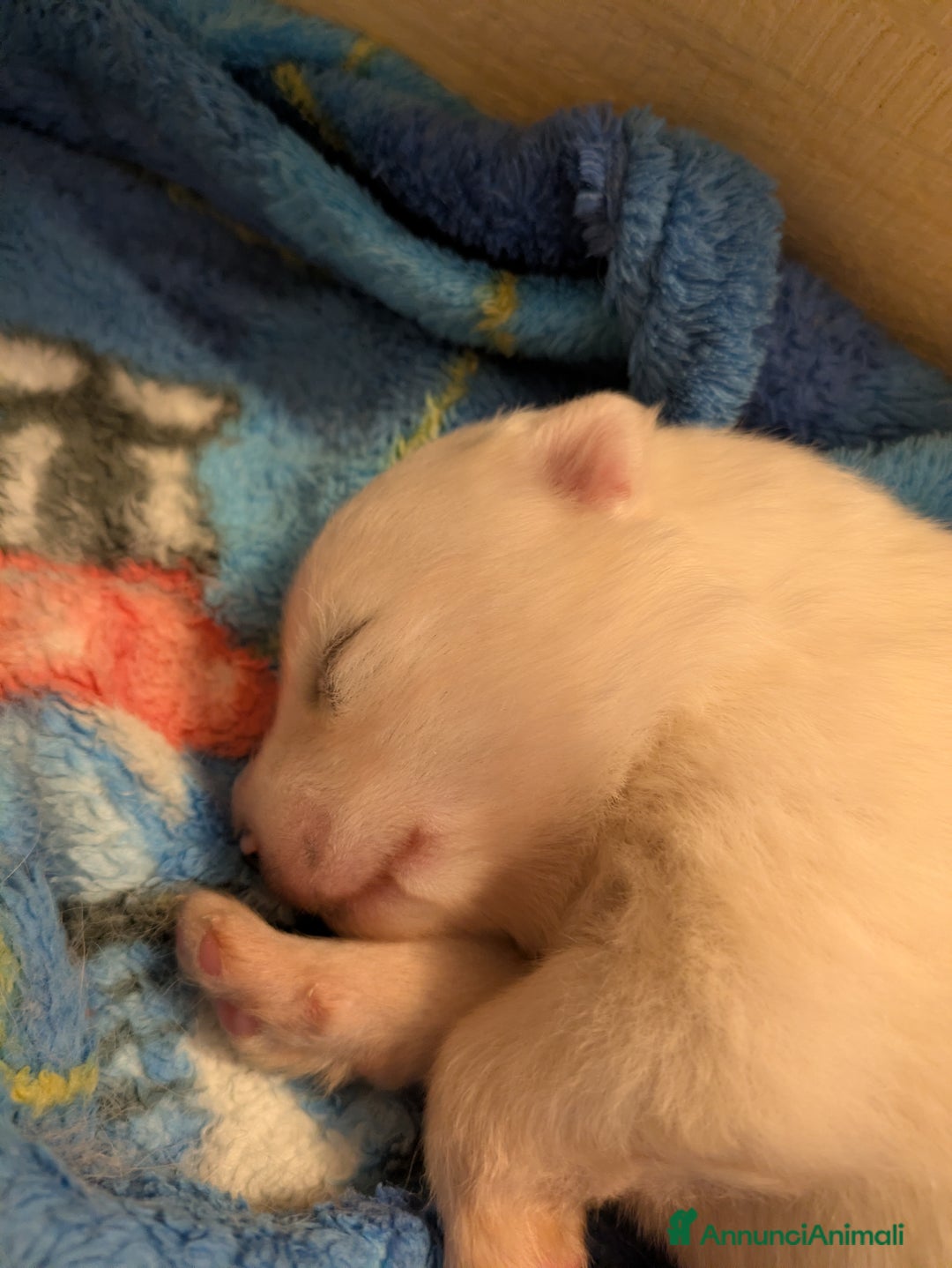 Samoiedo cani in vendita: Cuccioli di Samoiedo - Annuncio 10