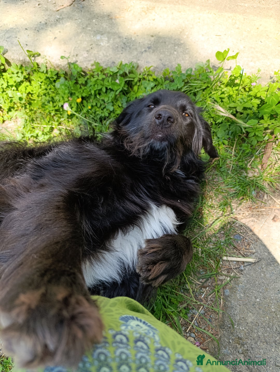 Border Collie cani in regalo: nuova casa felice per Alundra - Annuncio 6