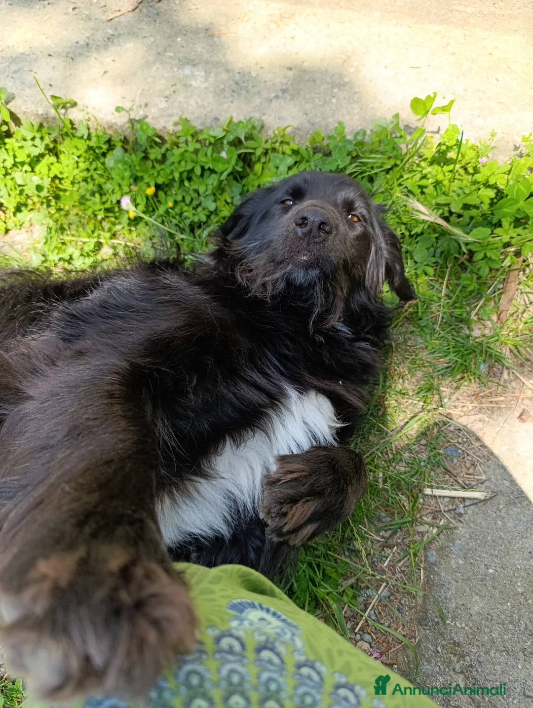 Border Collie cani in regalo: nuova casa felice per Alundra - Annuncio 6