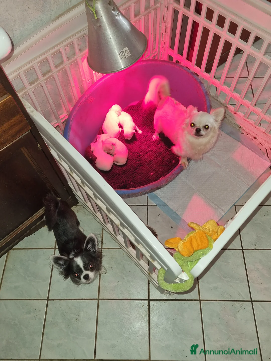 Chihuahua cani in vendita: Cucciola di chihuahua piccolissima  - Annuncio 2