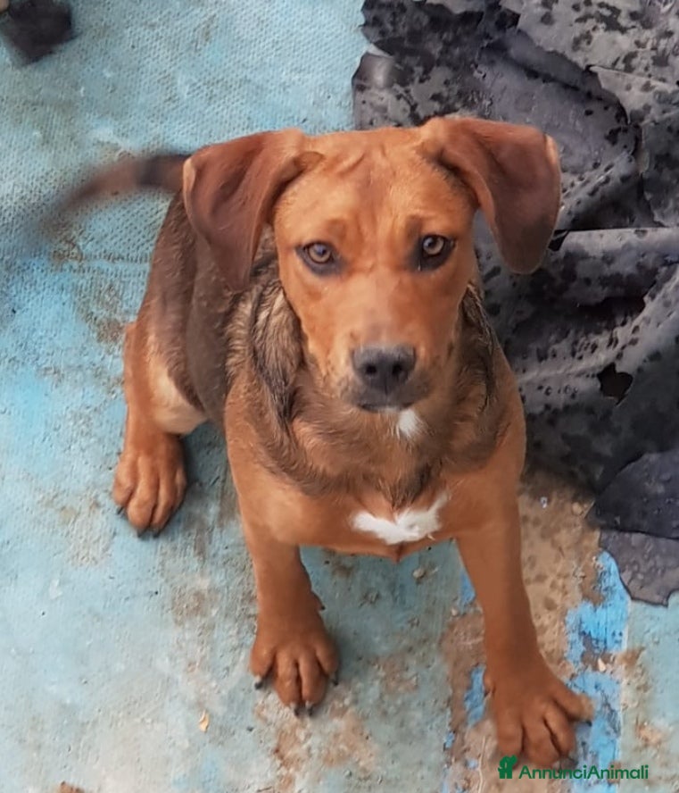 Altre razze cani Natale per cuccioletti  - Annuncio 2