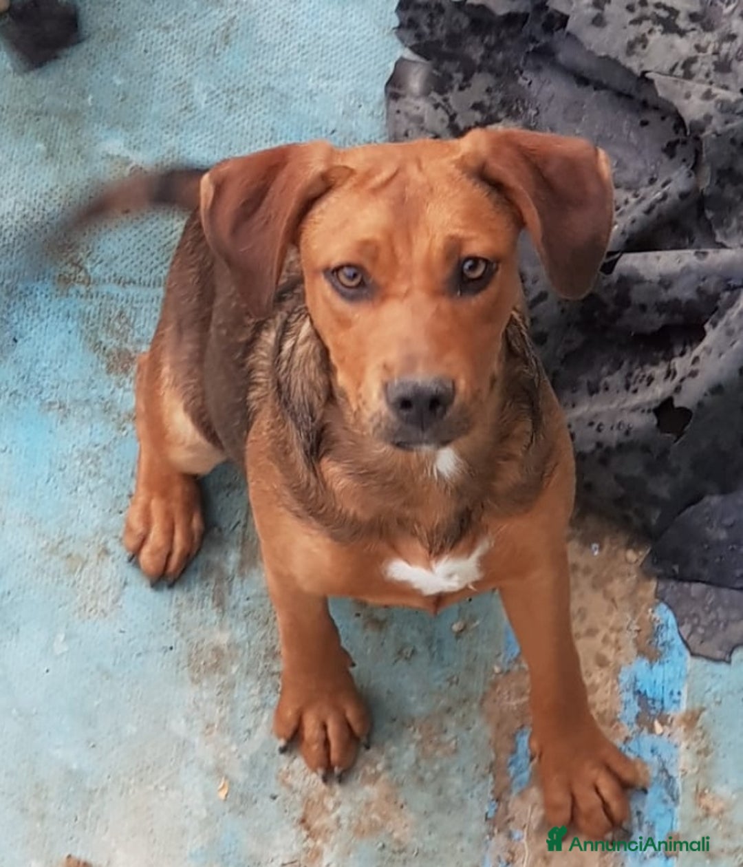 Altre razze cani in regalo: Natale per cuccioletti  - Annuncio 2