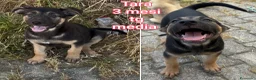 Meticcio cani in regalo: TANTI CUCCIOLI SOLI! a Provincia di Vicenza - Annuncio 10
