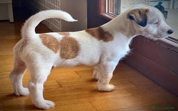 Jack Russell cani in vendita: Cuccioli di Allevamento Jack Russel Abruzzo a Provincia di Pescara - Immagine 5