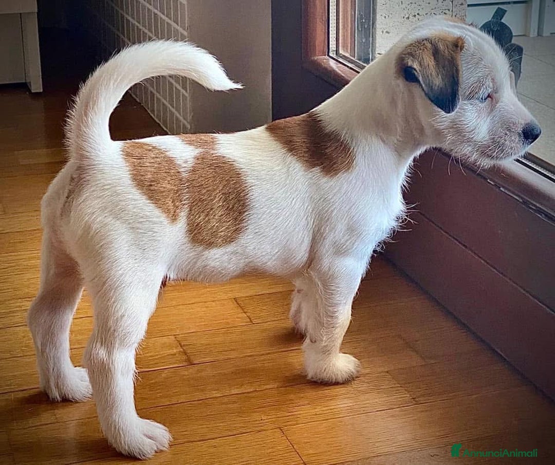Jack Russell cani in vendita: Cuccioli di Allevamento Jack Russel Abruzzo a Provincia di Pescara - Immagine 5