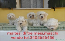 Maltese cani in vendita: Maltesini simpaticissimi maschi  - Immagine 2