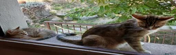 Abissino gatti in vendita: Abissino bengala  - Annuncio 6