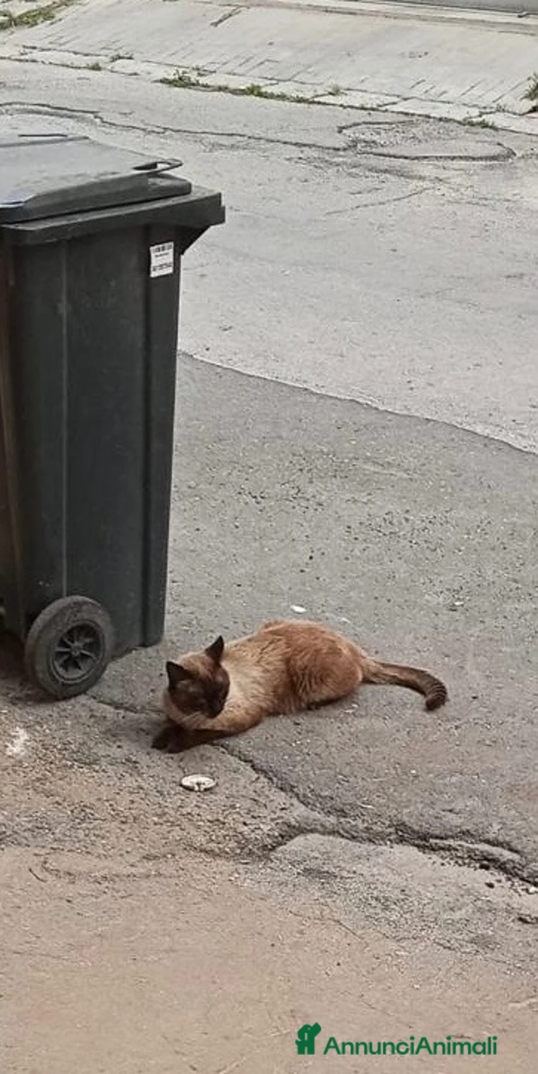 Siamese gatti in regalo: Siamese originale  - Annuncio 4