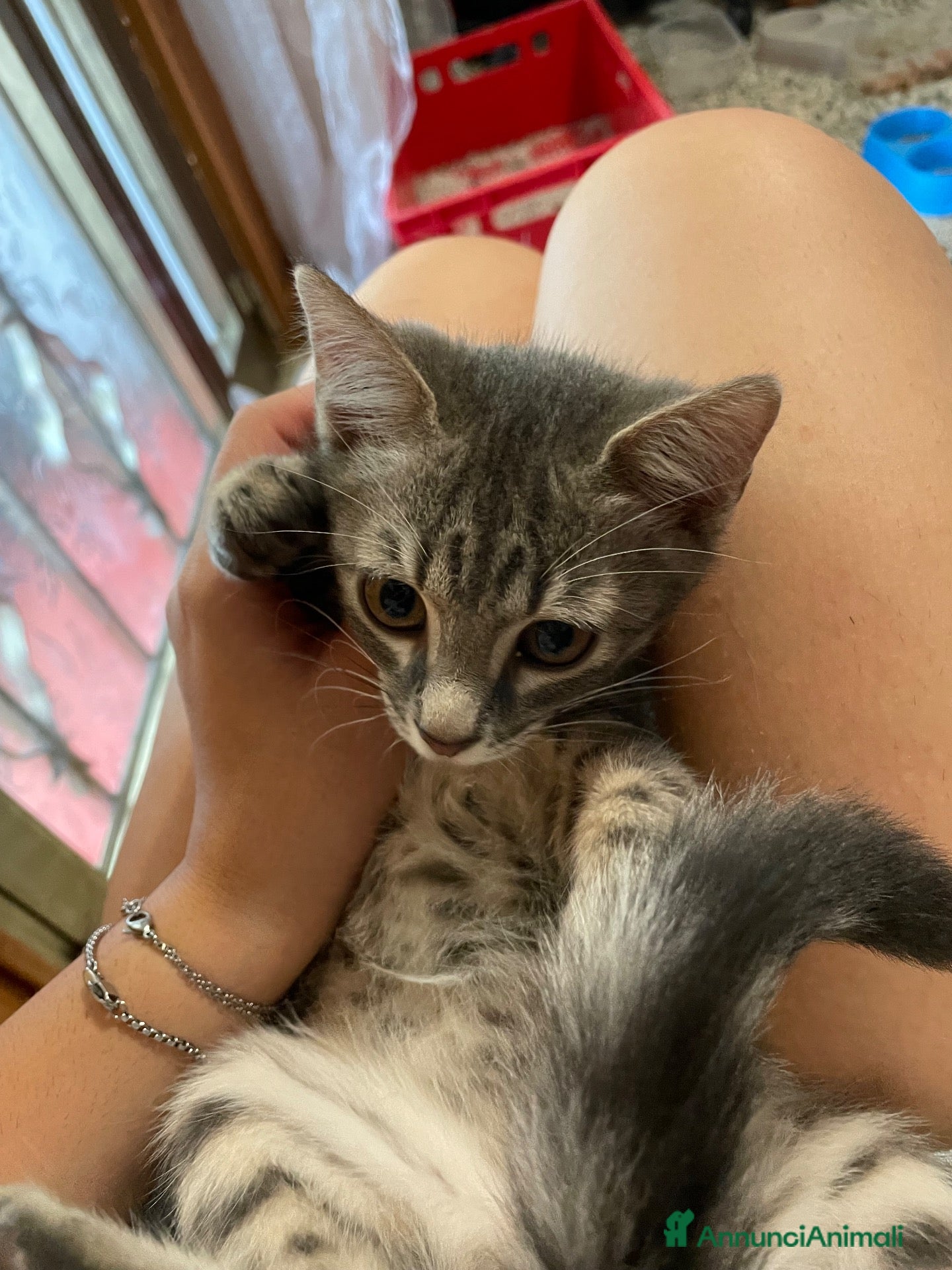 Meticcio gatti Gattino grigio  - Annuncio 4