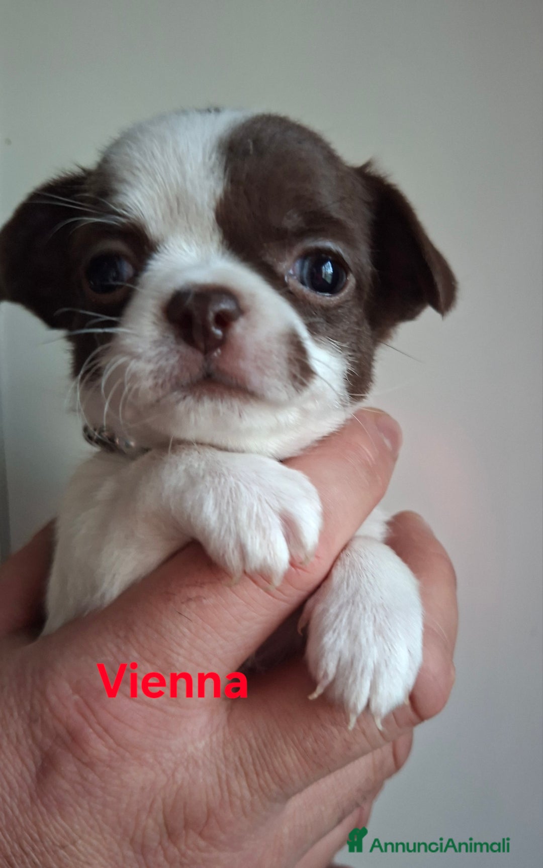 Chihuahua cani in vendita: Femmine chihuahua pelo lungo tg mini  - Annuncio 4