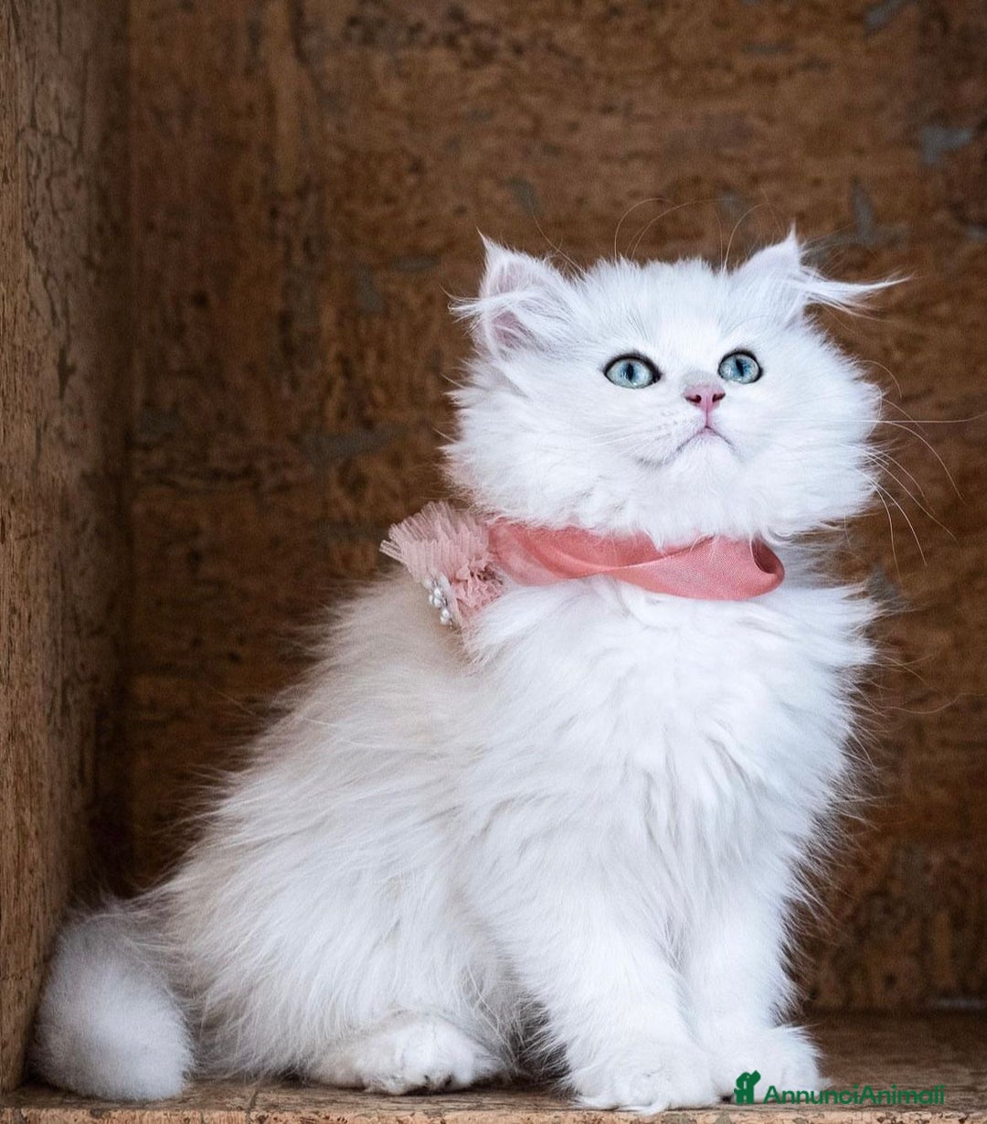British gatti in vendita: British Longhair Silver - Annuncio 2