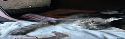 Maine Coon gatti in vendita: Mainecoon a Città Metropolitana di Venezia - Annuncio 3