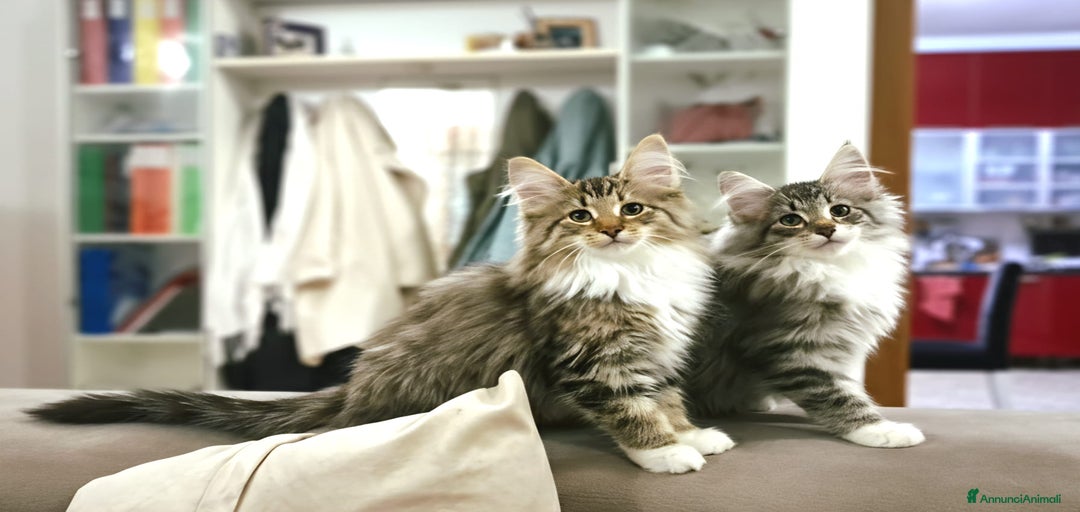 Immagine della galleria {{count}}