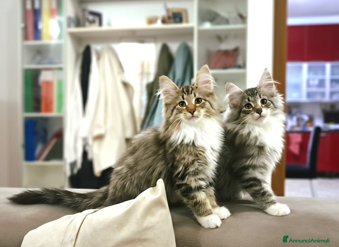 Immagine della galleria {{count}}