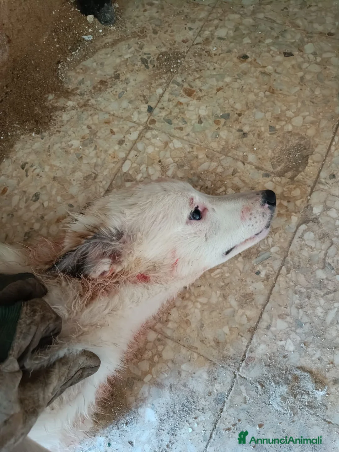 Meticcio cani in regalo: ADOZ.DEL💔:gli altri cani li aggrediscono!!!!! a Provincia di Siena - Annuncio 1